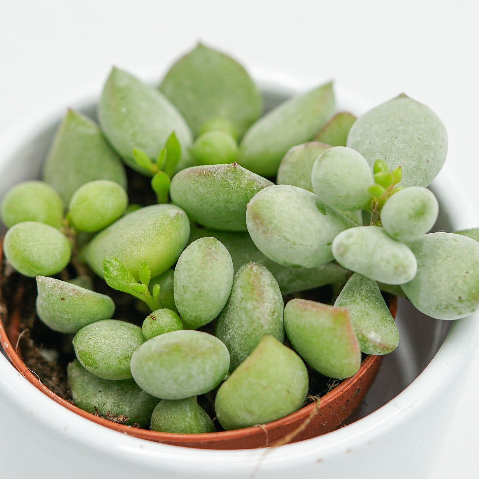 pasiora-cotyledon-pendens-sukkulente-h-ngend-5-5-cm-topf image 4