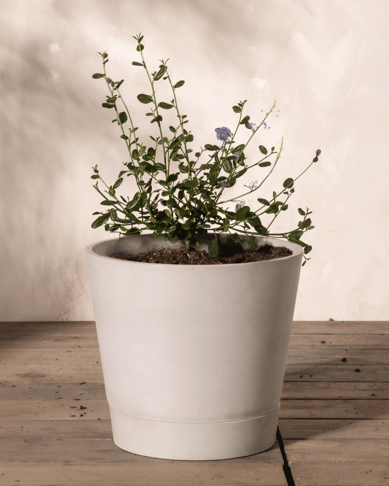 feey-blaue-s-ckelblume-ceanothus-victoria-immergr-n image 4