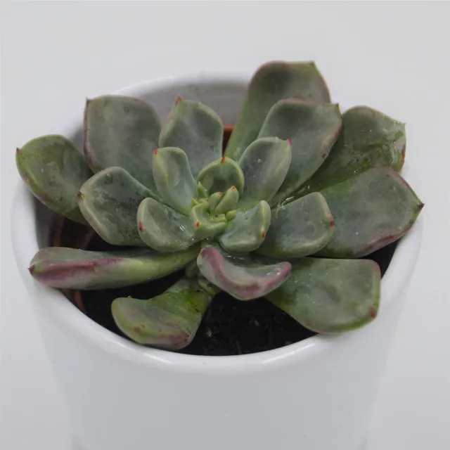 pasiora-echeveria-setosa-oteroi-sukkulente-6cm-topf image 1