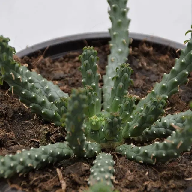 pasiora-euphorbia-inermis-sukkulente-13cm-topf image 1
