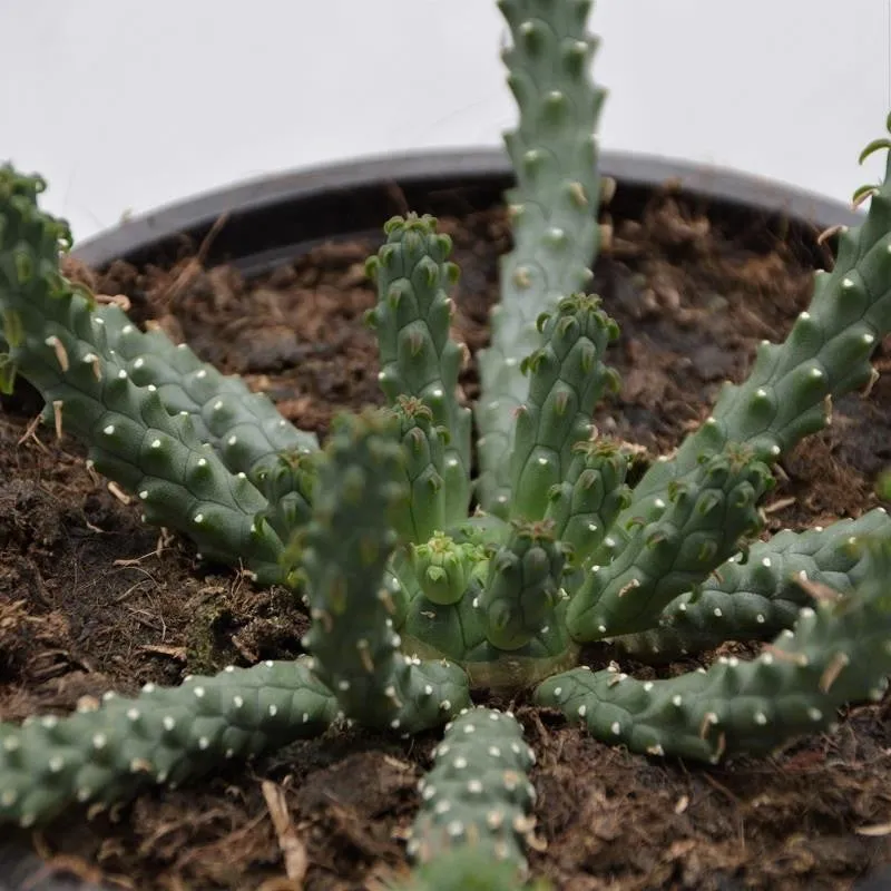 pasiora-euphorbia-inermis-sukkulente-13cm-topf image 1