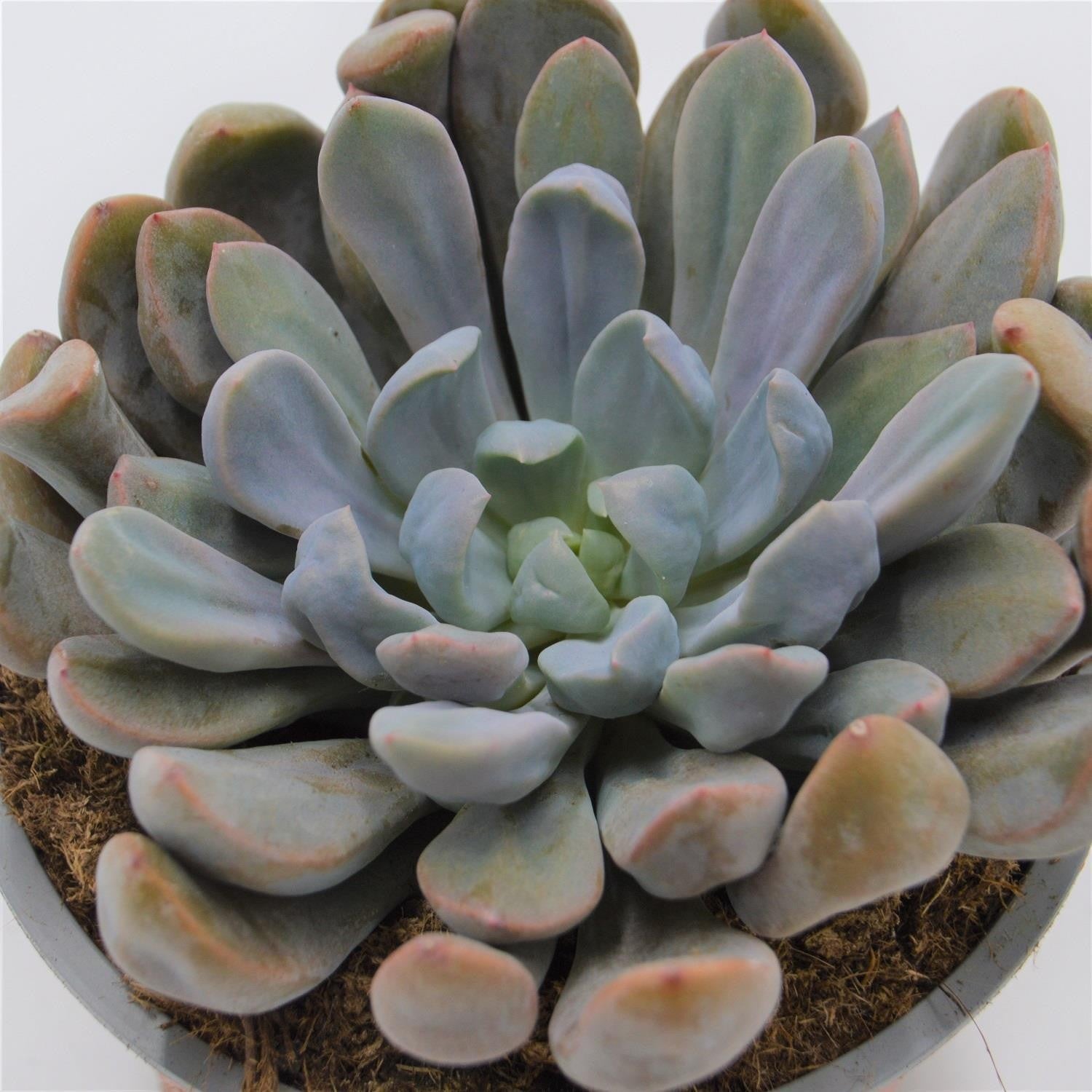 pasiora-x-graptoveria-topsy-debbie-sukkulente-im-8-5cm-topf image 1