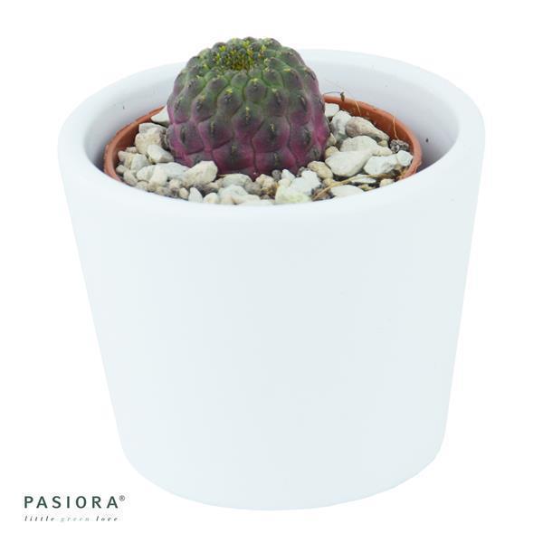 pasiora-sulcorebutia-rauschii-violet-kaktus-5-5cm-topf image 3