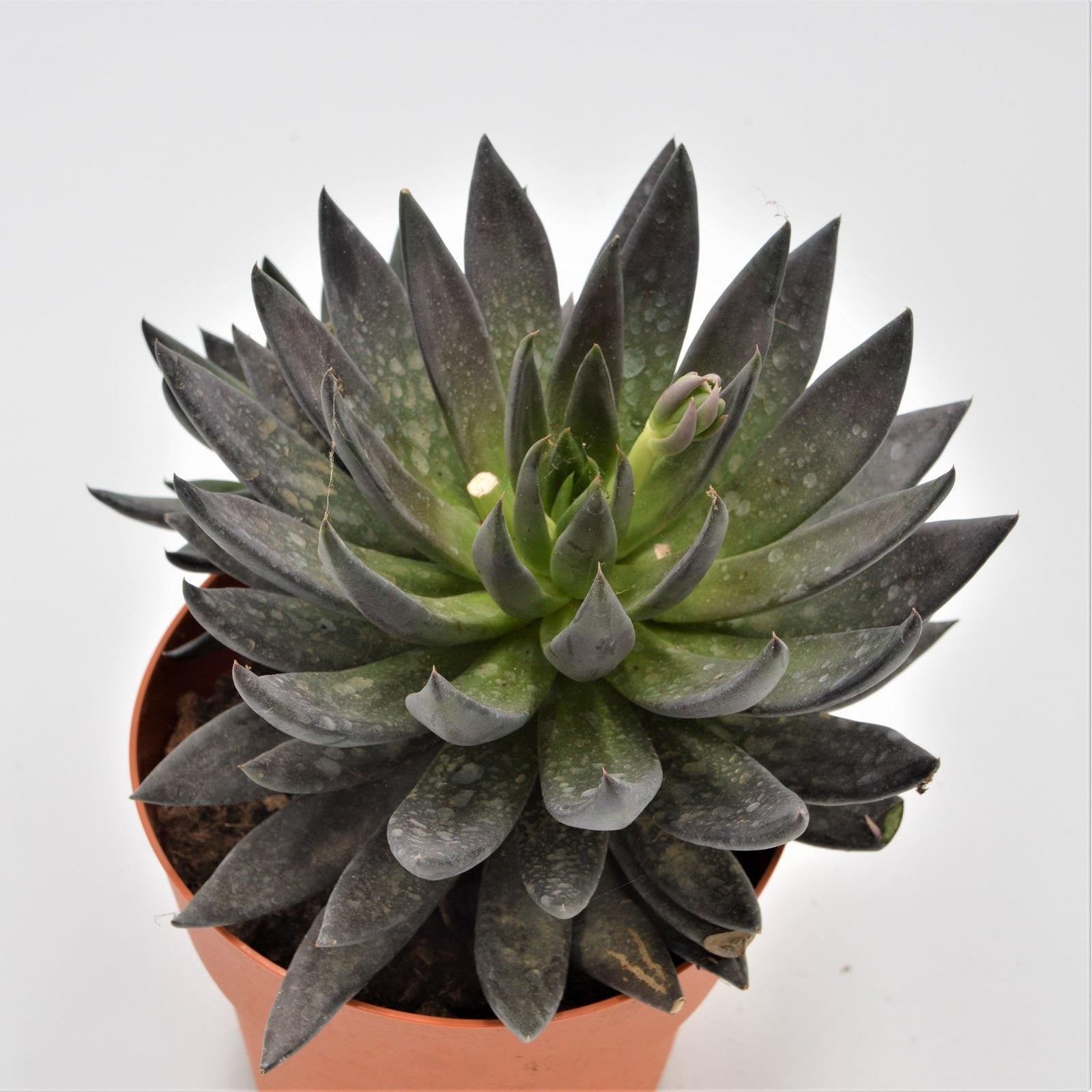 pasiora-echeveria-affinis-schwarze-echeverie-17cm image 1