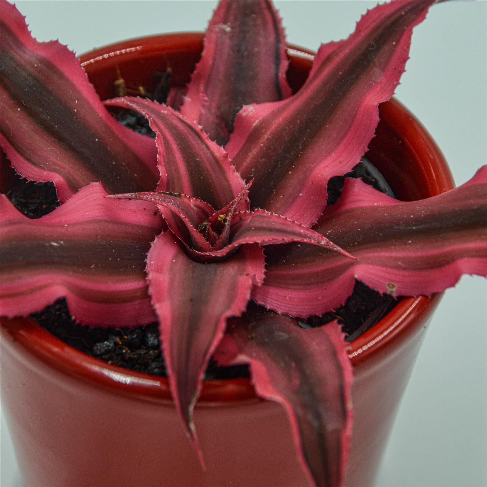 pasiora-cryptanthus-bivittatus-super-pink-erdstern-6cm image 1