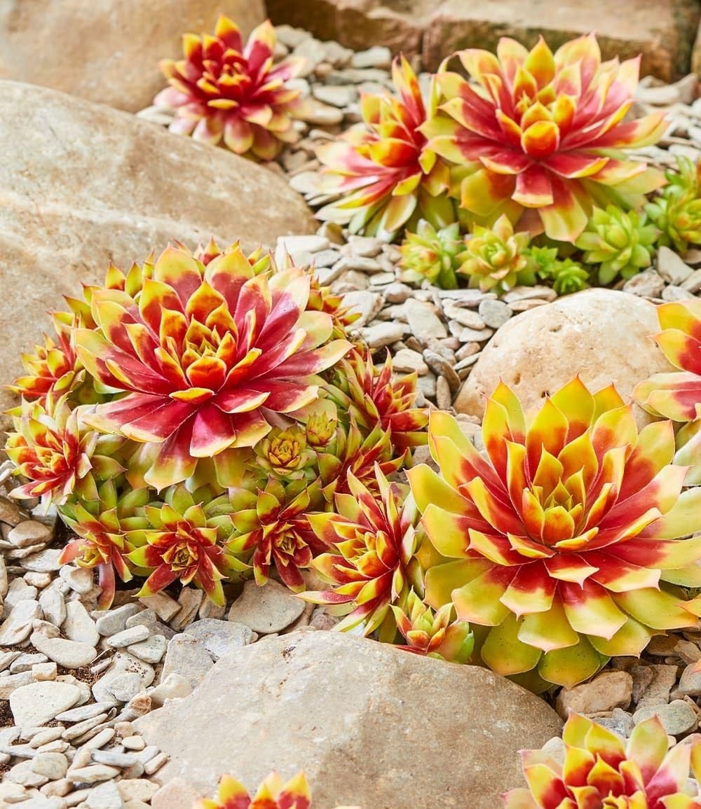 baldur-garten-2x-sempervivum-gold-nugget-hauswurz-im-9x9-cm-topf image 1