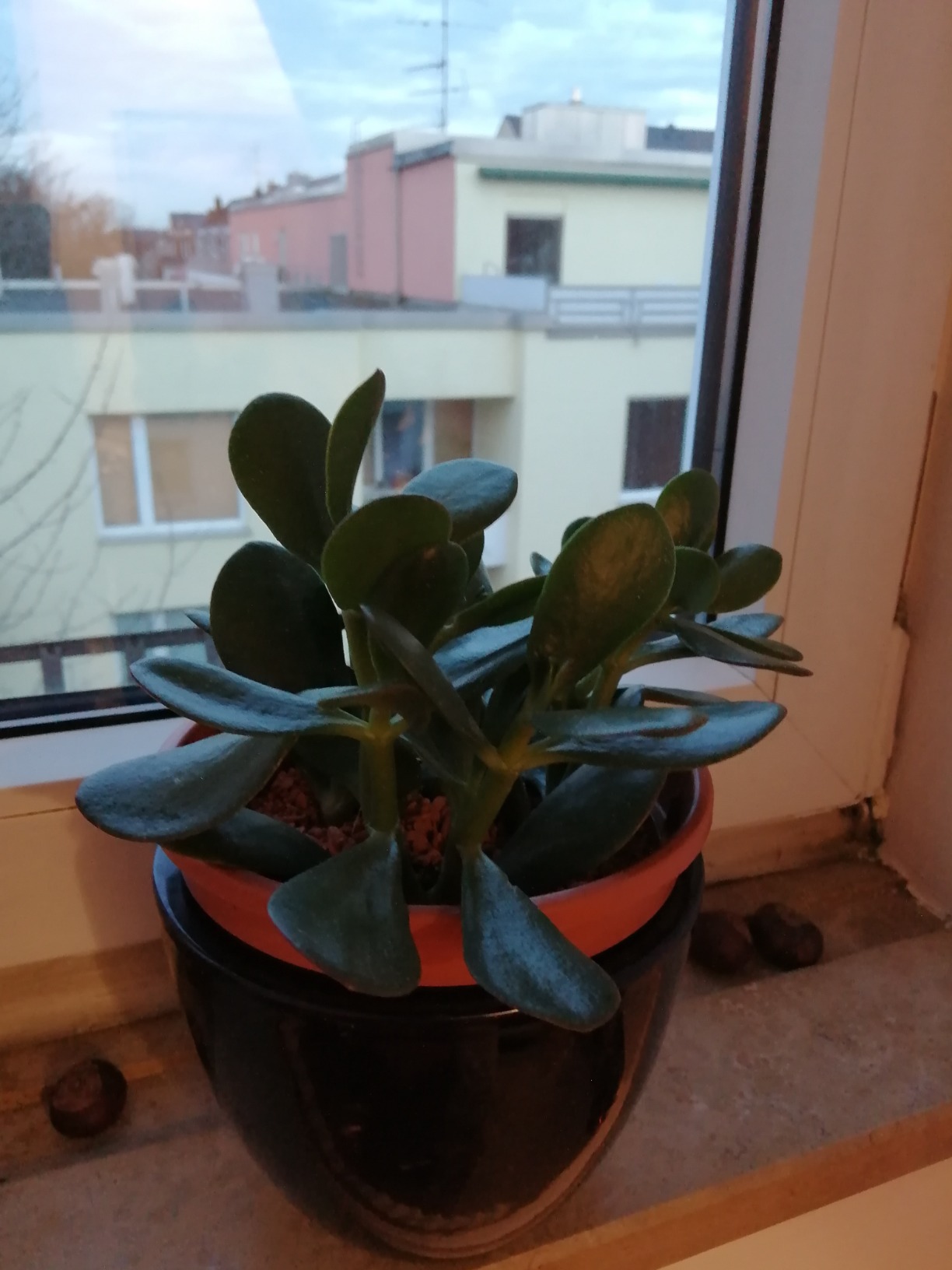 Robuste Zimmerpflanze