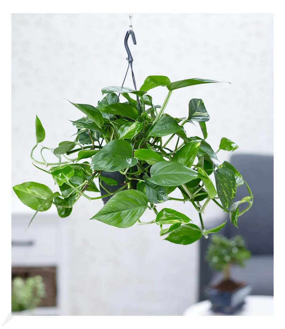 baldur-garten-h-ngepflanze-efeutute-epipremnum-im-15-cm-h-ngetopf image 1