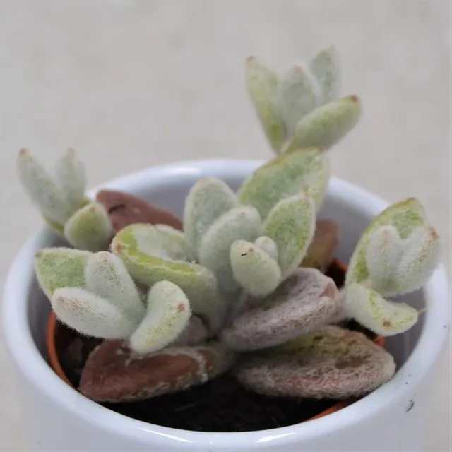 pasiora-kalanchoe-eriophylla-sukkulente-5-5-cm-topf image 1
