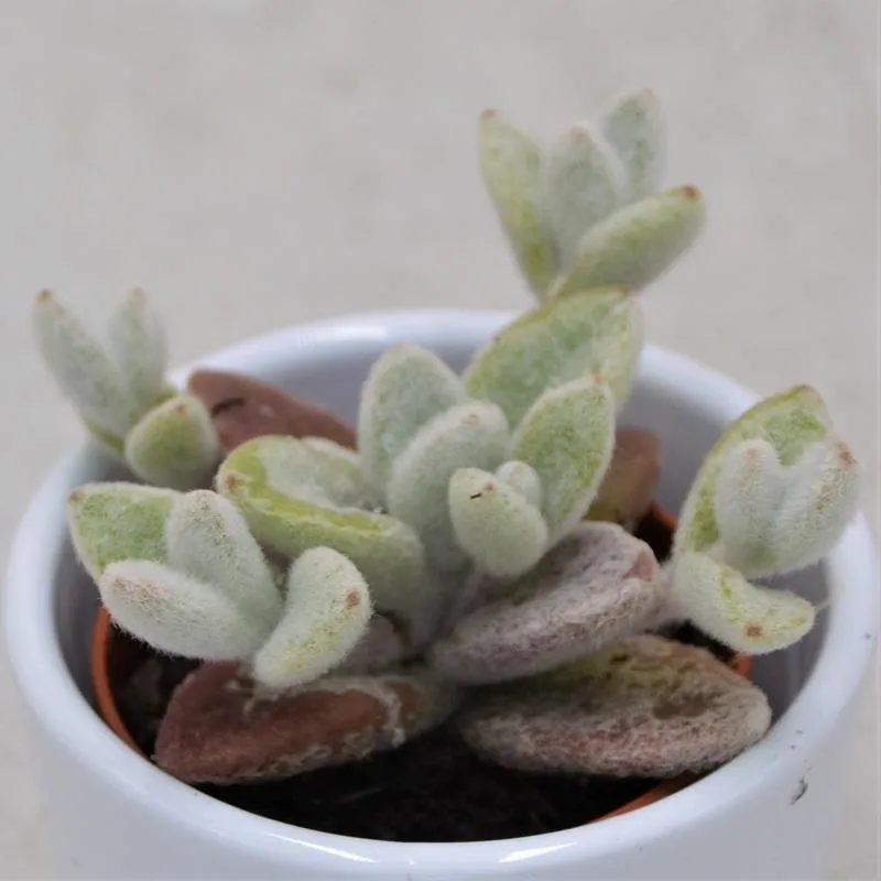 pasiora-kalanchoe-eriophylla-sukkulente-5-5-cm-topf image 1