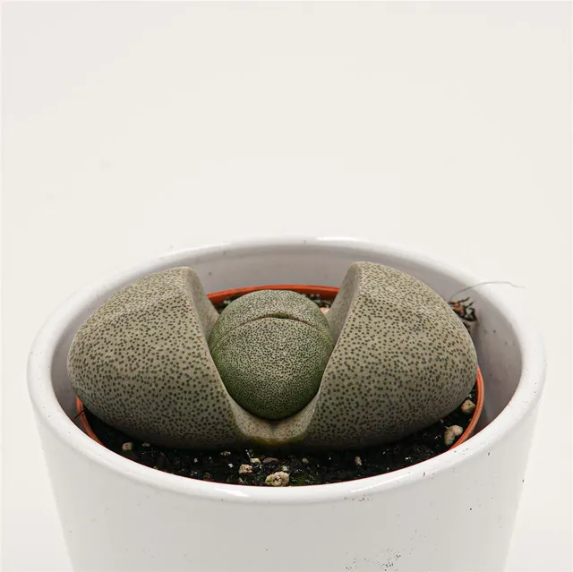 pasiora-pleiospilos-nelii-lebender-stein-8-5cm-topf image 1
