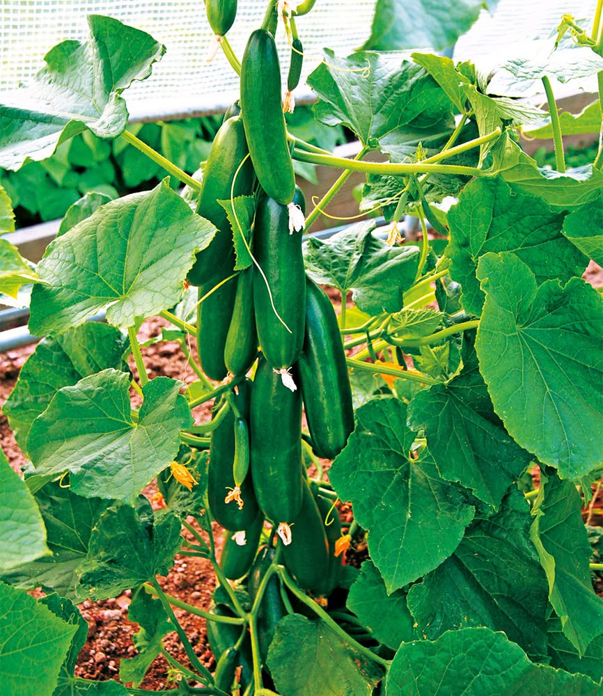 baldur-garten-4er-snack-gem-se-kollektion-gurke-tomate-paprika-10-5-cm-topf image 4