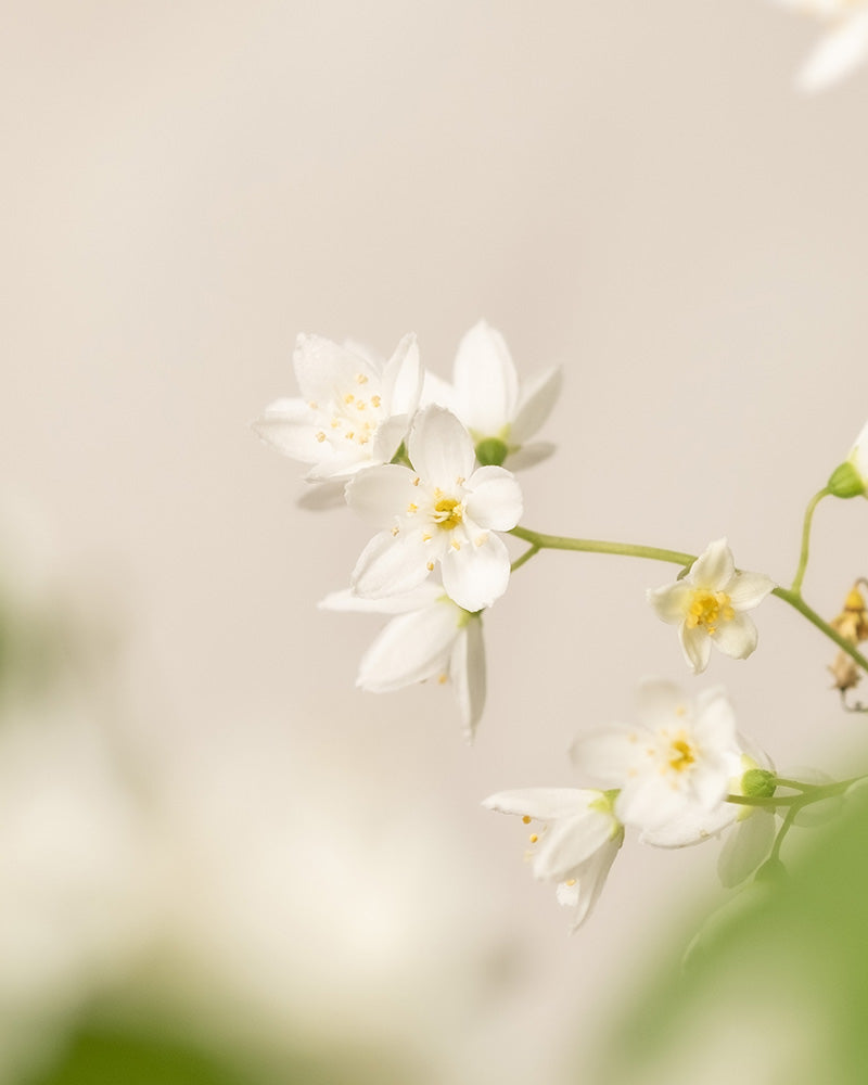 feey-deutzia-gracilis-zierliche-deutzie-au-enpflanze image 8