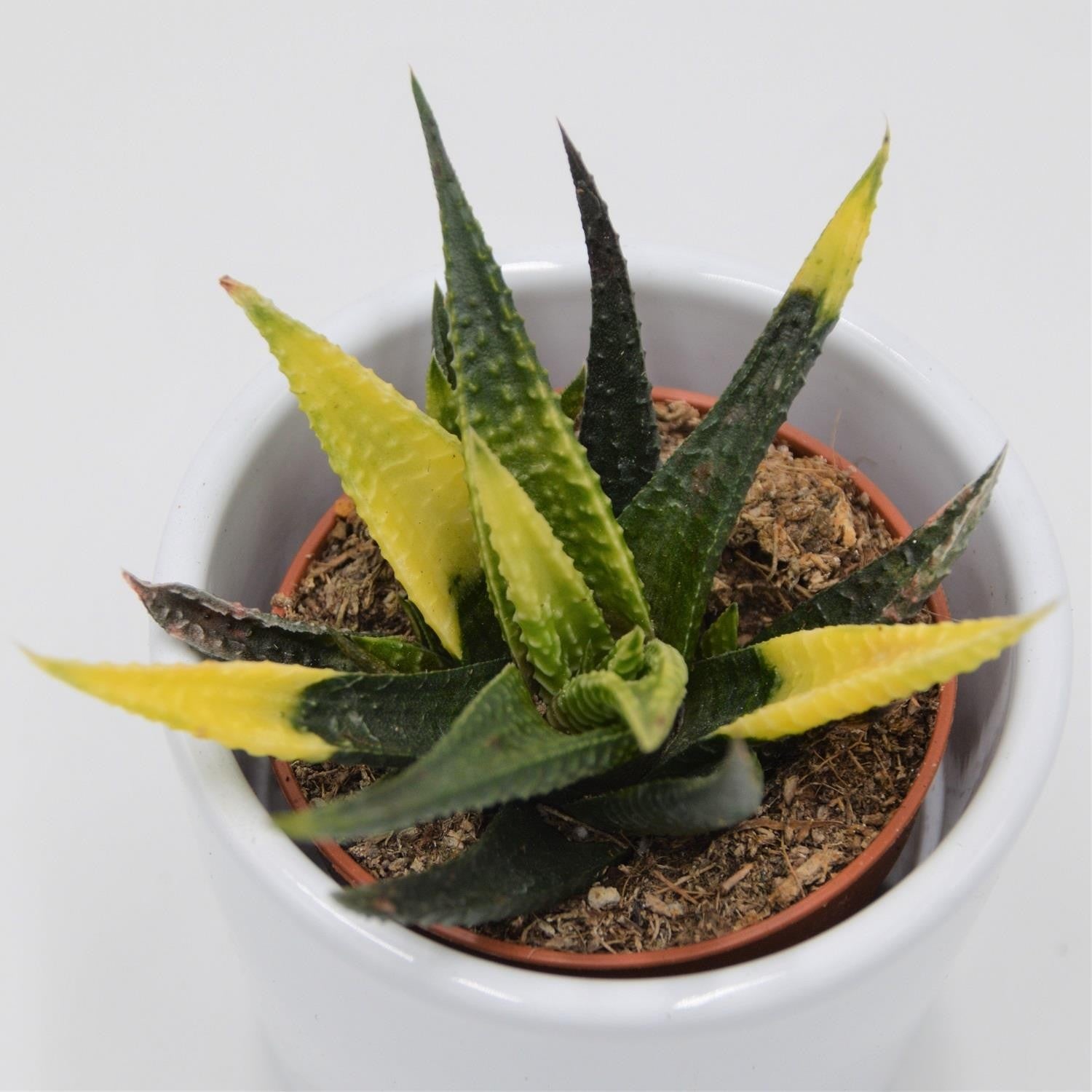 pasiora-haworthia-limifolia-variegata-sukkulente-5-5-cm image 2