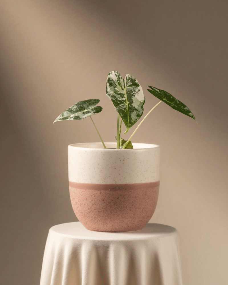 feey-alocasia-micholitziana-frydek-variegata-rarit-t-elefantenohr image 5