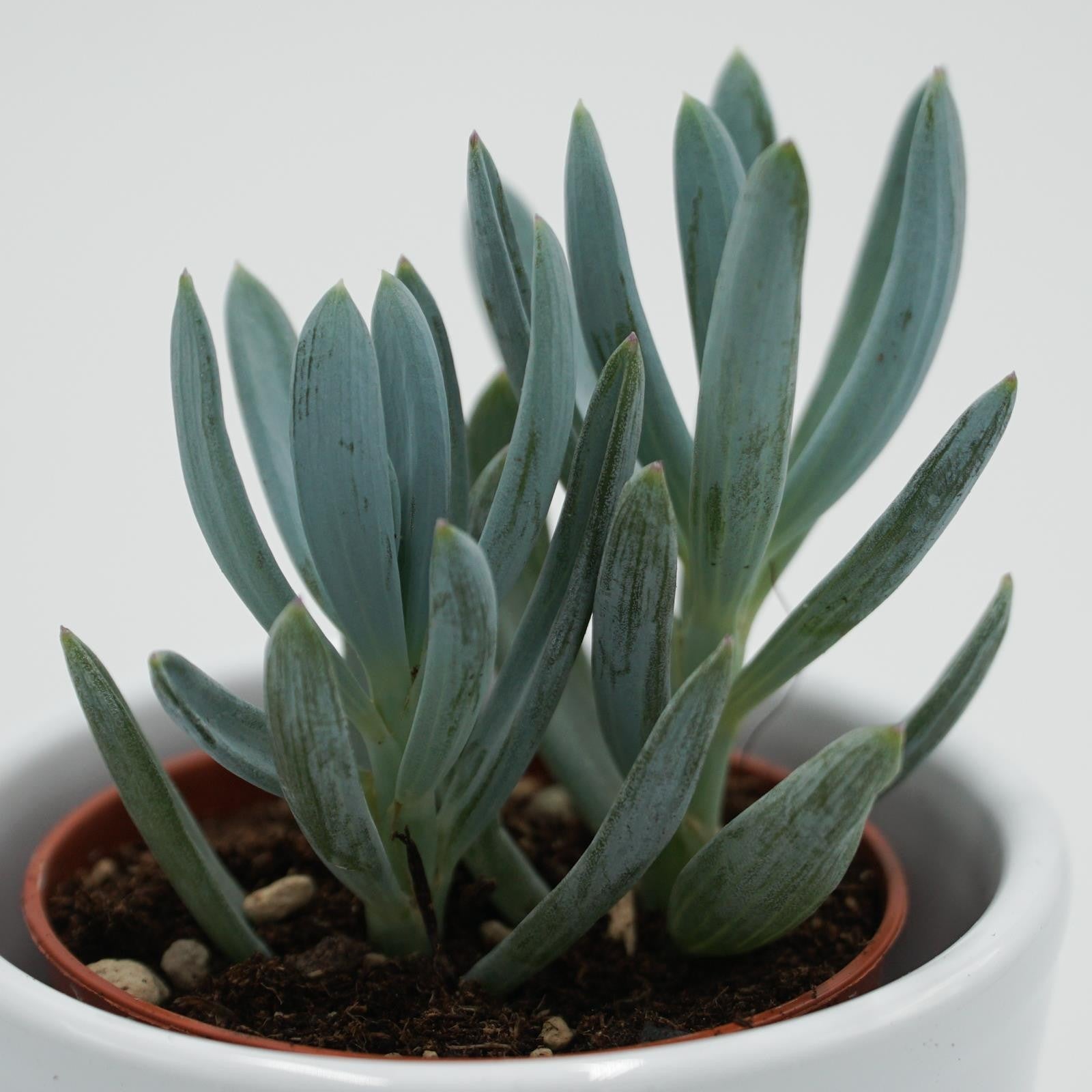 pasiora-senecio-ficoides-sukkulente-im-6cm-topf image 3