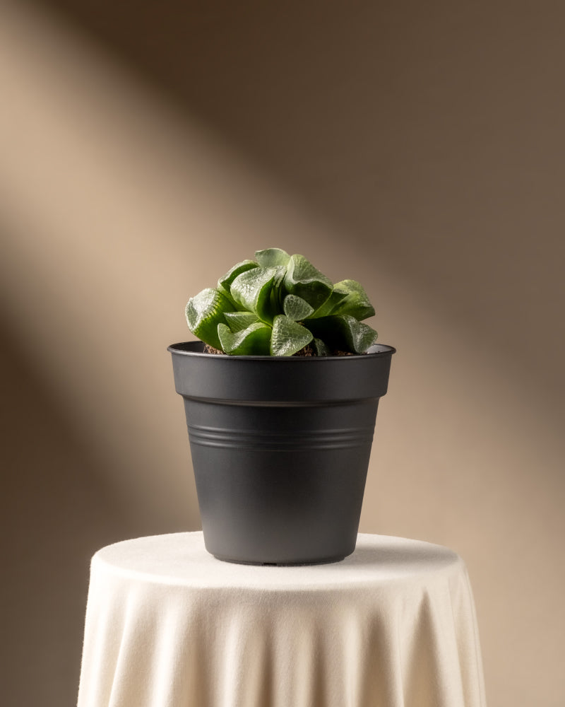 feey-haworthia-retusa-sukkulente-limited-edition-min-2-jahre-alt image 3