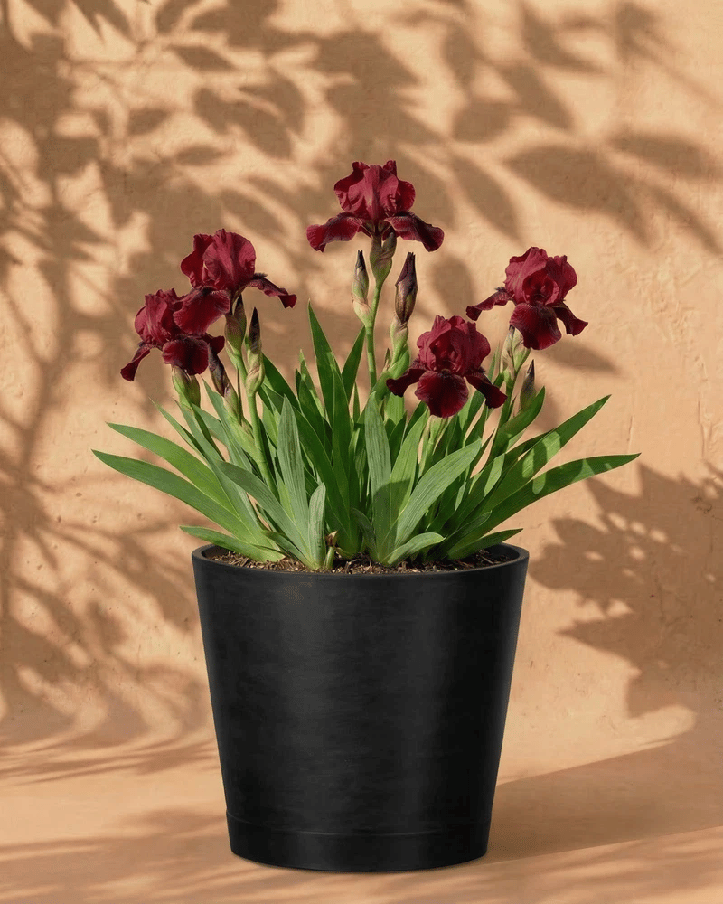feey-iris-germanica-red-z-rote-schwertlilie-rhizome image 6