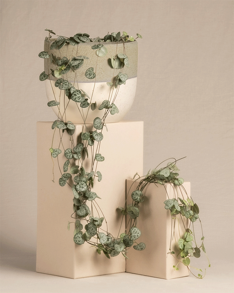 feey-leuchterpflanze-ceropegia-woodii-string-of-hearts-h-ngepflanze-klein image 5