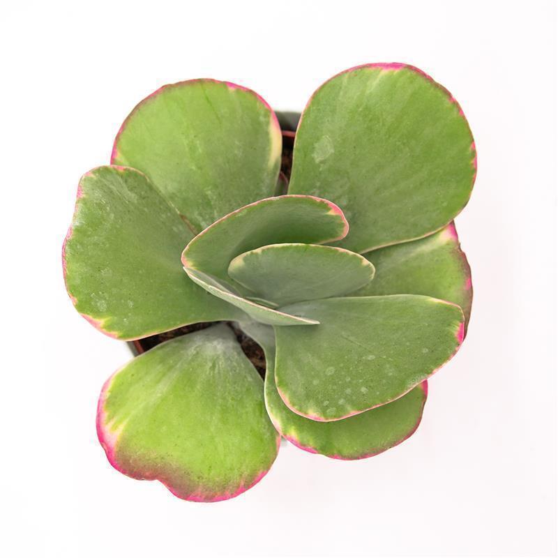 pasiora-kalanchoe-thyrsiflora-rainbow-sukkulente-10-5cm image 2