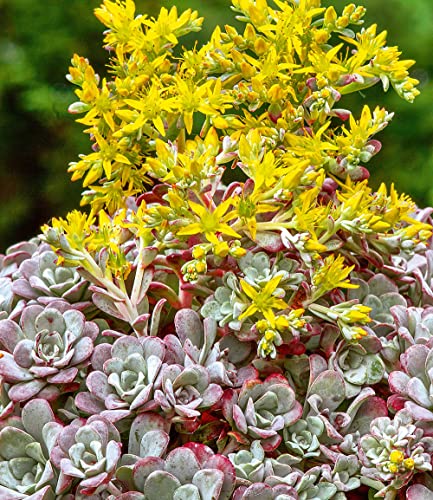 baldur-garten-sedum-purpureum-fettblatt-2-pflanzen-im-9x9-cm-topf image 2
