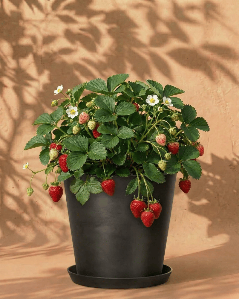feey-erdbeere-wurzelstock-fragaria-x-ananassa image 5