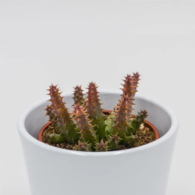 pasiora-huernia-schneideriana-predator-red-sukkulente-8-cm image 1