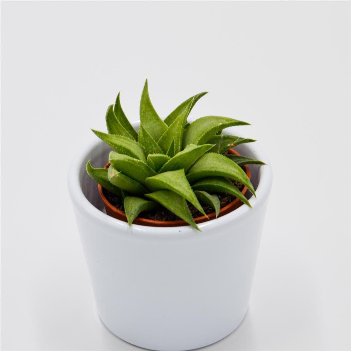 pasiora-haworthia-angustifolia-var-baylissii-sukkulente-5-5cm image 2
