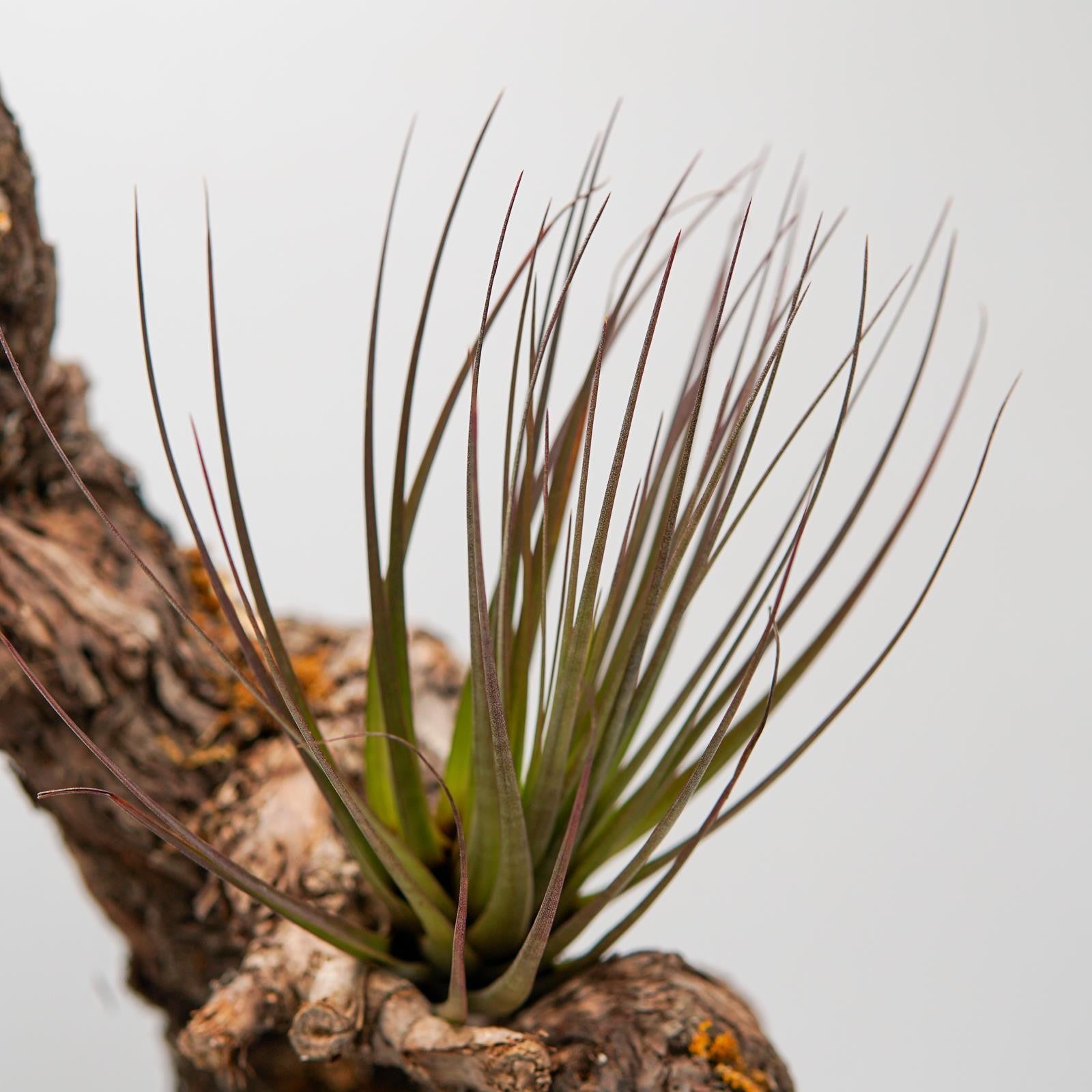 pasiora-tillandsia-tricolor-v-melanocrater-bromelie image 2