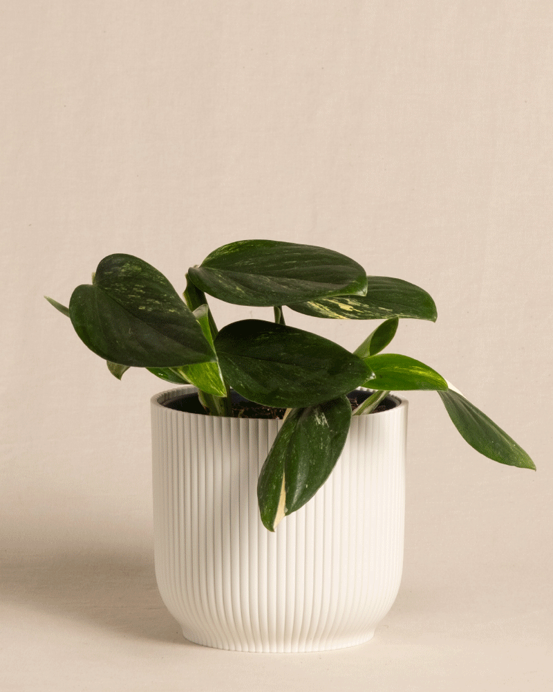 feey-monstera-standleyana-fensterblatt-topf-16 image 8