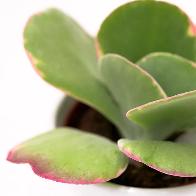 pasiora-kalanchoe-thyrsiflora-rainbow-sukkulente-10-5cm image 1
