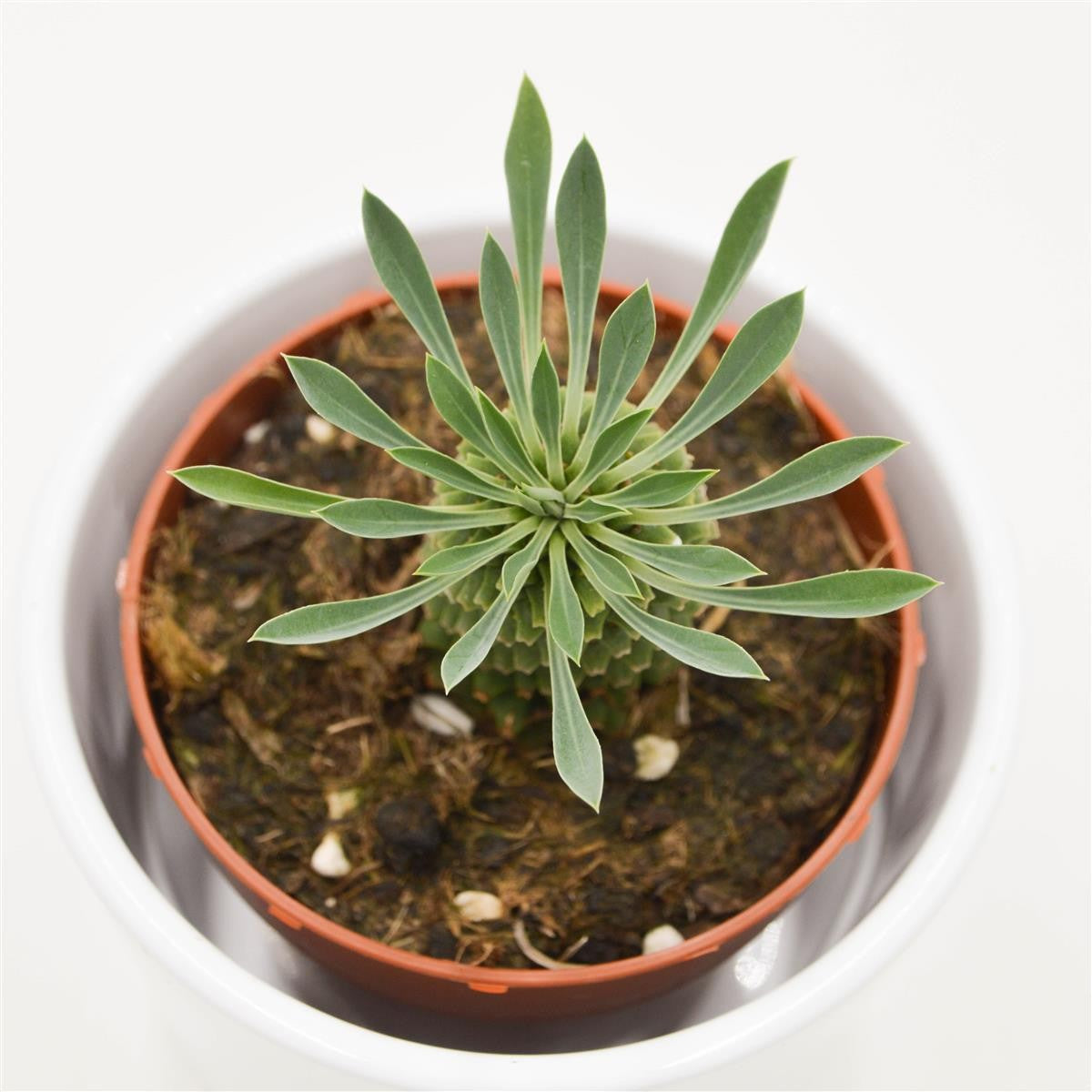 pasiora-euphorbia-sotetsu-kirin-8-5cm-skulpturale-rarit-t image 2
