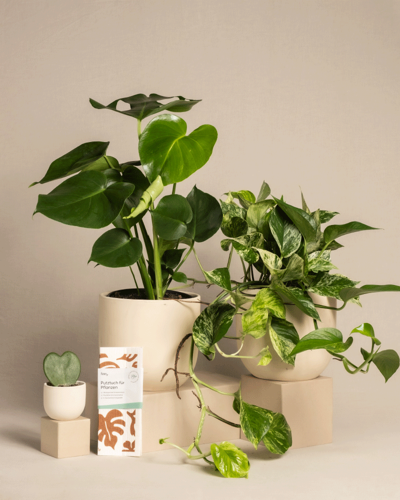 feey-me-time-bundle-monstera-efeutute-marble-queen-set image 6