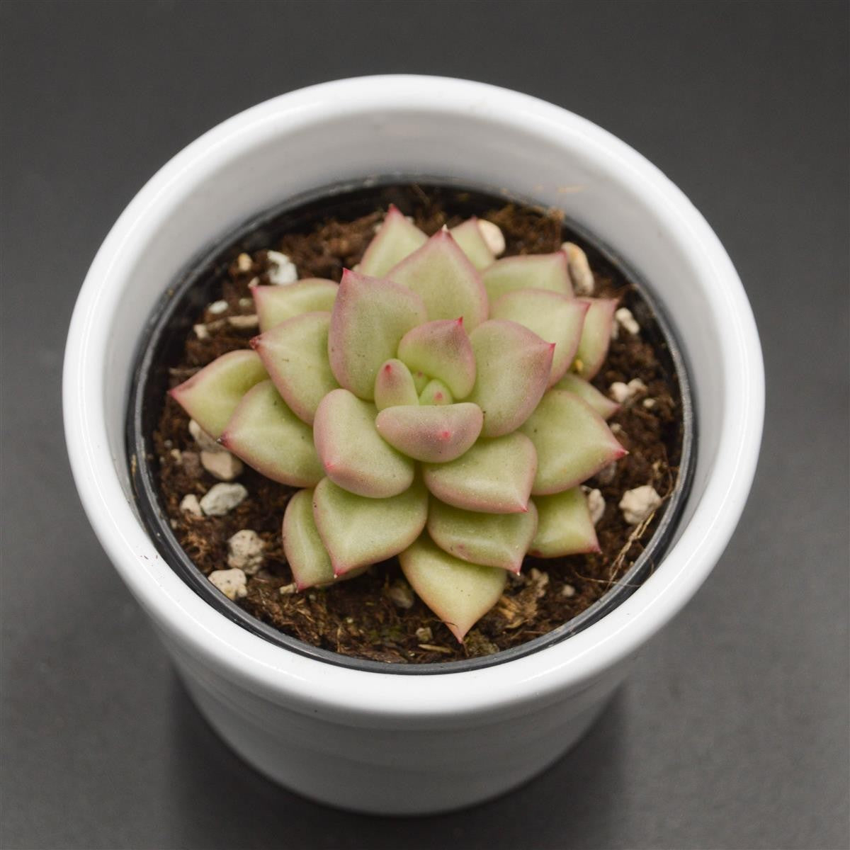 pasiora-echeveria-agavoides-j-c-van-keppel-6cm image 2