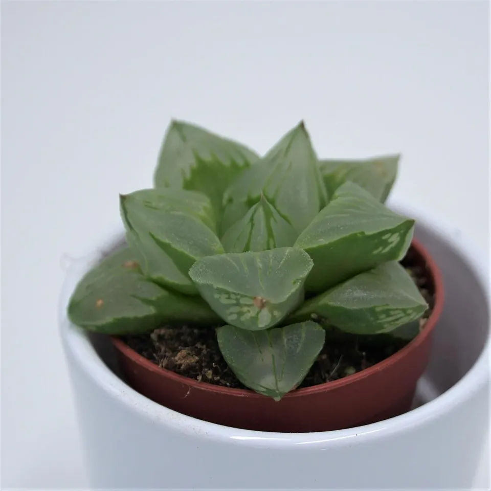 pasiora-haworthia-cooperi-sukkulente-5-5-cm-topf image 1