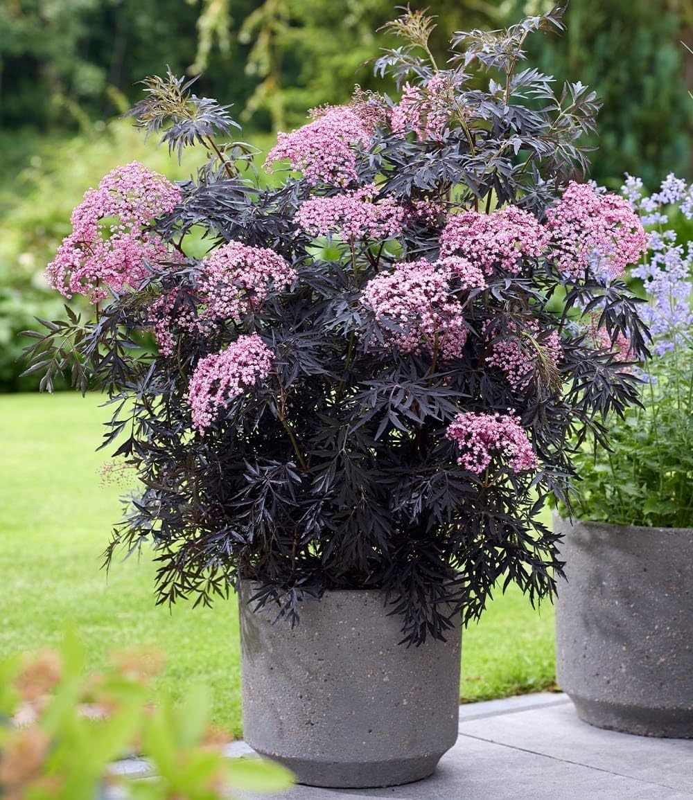 baldur-garten-terrassen-holunder-cherry-lace-im-9x9-cm-topf image 2