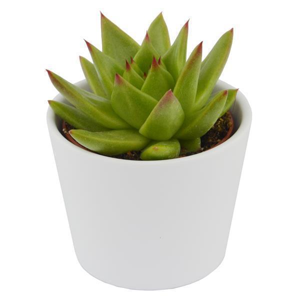 pasiora-echeveria-agavoides-lipstick-sukkulente-6cm-topf image 5