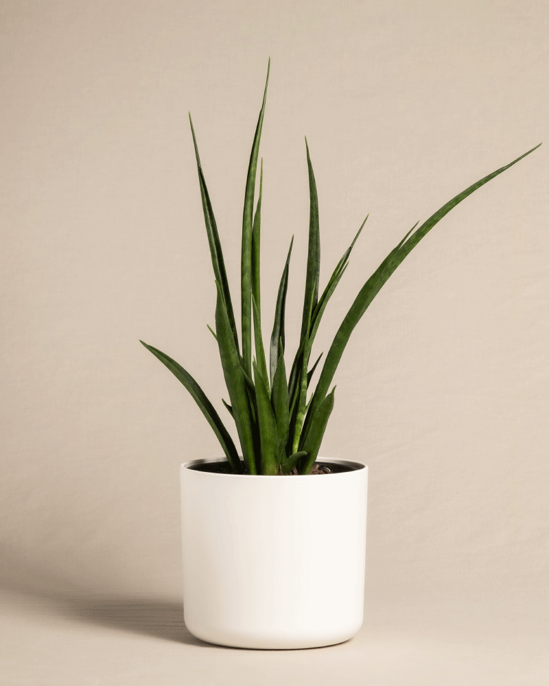 feey-sansevieria-friends-zimmerpflanze-im-14-cm-topf image 7