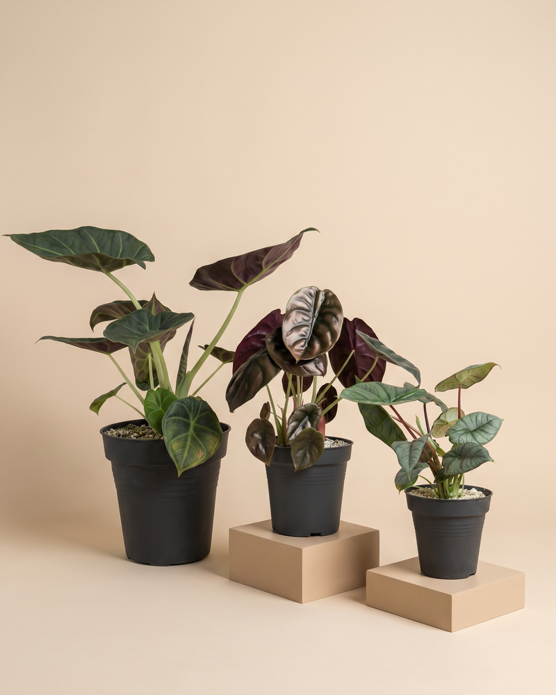 feey-alocasia-trio-red-secret-shields-silver-nebula image 3