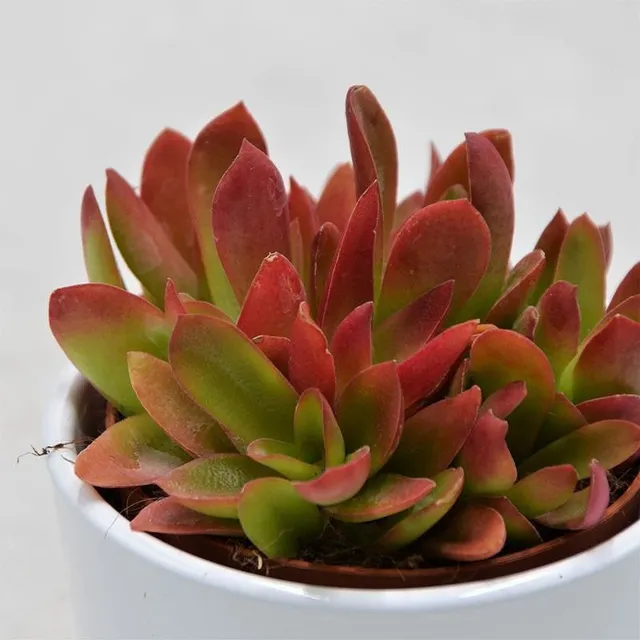 pasiora-crassula-capitella-campfire-sukkulente-im-8-5cm-topf image 1