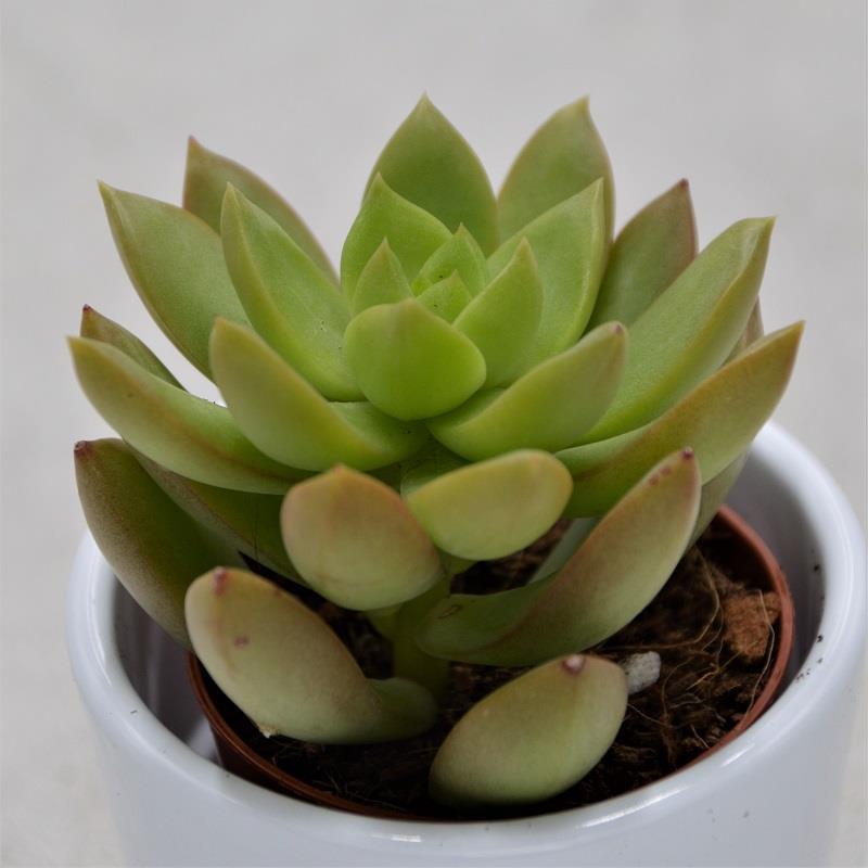 pasiora-sedum-adolphii-5-5cm-farbwechselnde-sukkulente image 1