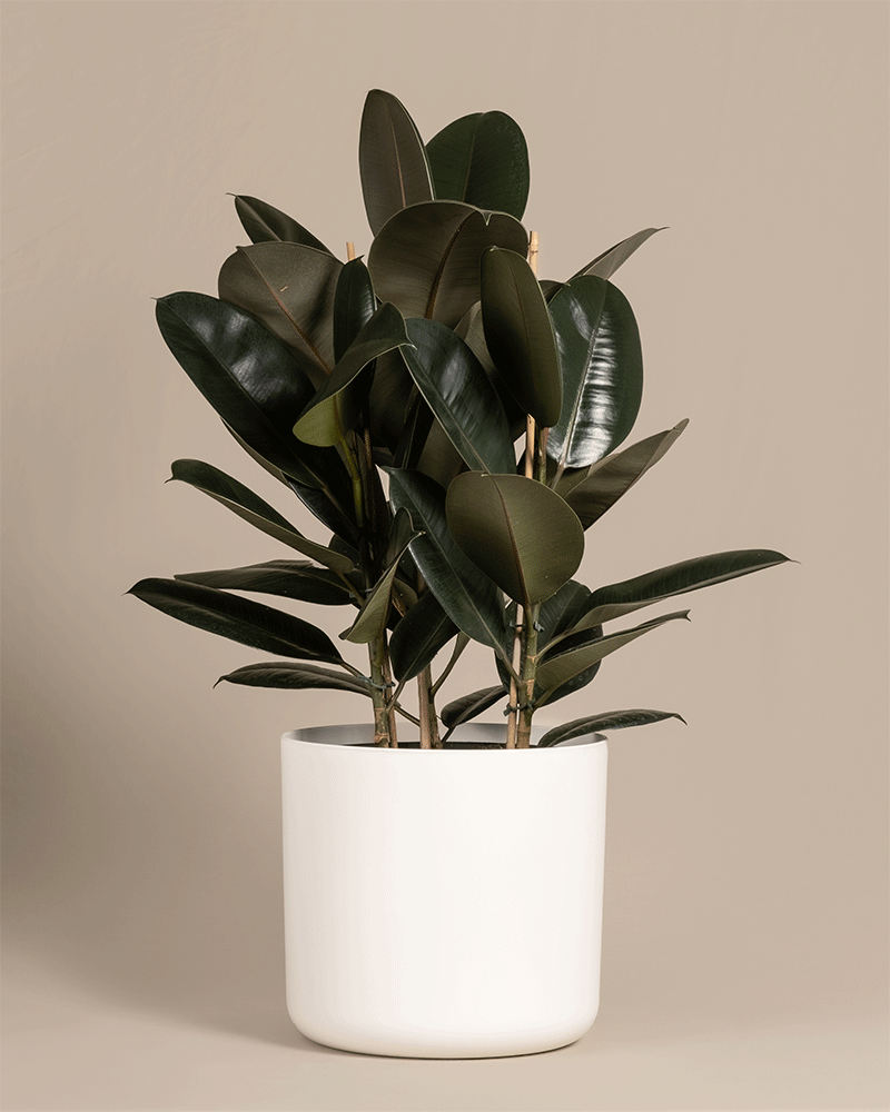 feey-gummibaum-xl-zimmerpflanze-ficus-elastica-abidjan image 6
