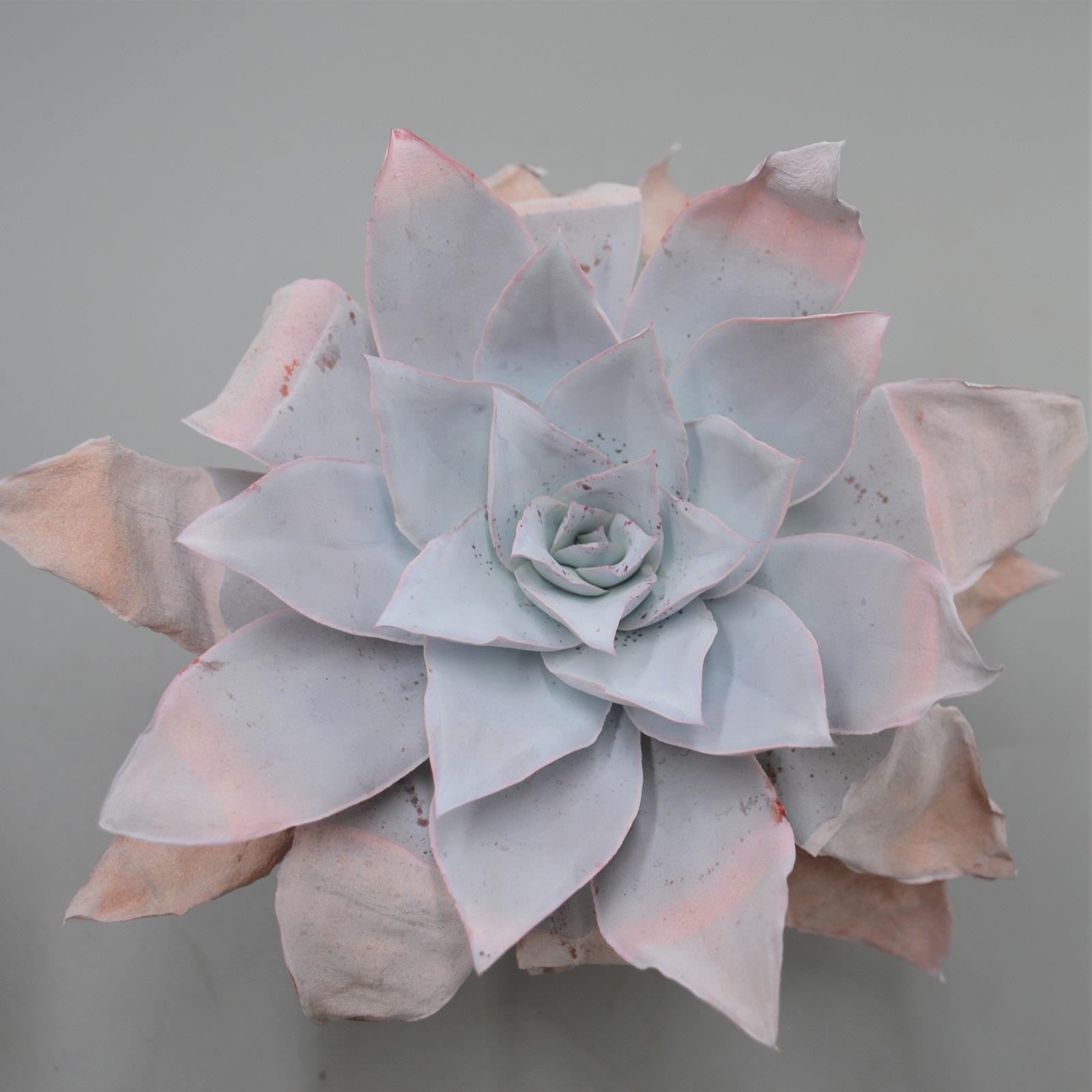 pasiora-echeveria-cante-sukkulente-12-cm image 3
