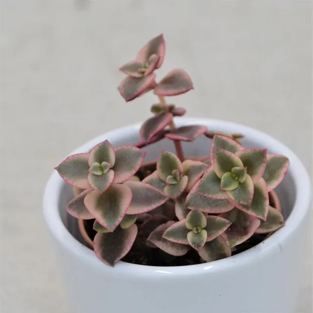pasiora-crassula-pellucida-ssp-marginalis-sukkulente-im-5-5cm-topf image 1