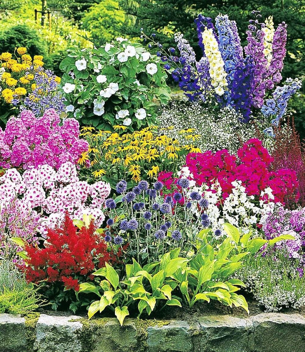 baldur-garten-staudenbeet-multi-colour-24er-set-im-7x7-cm-topf image 3