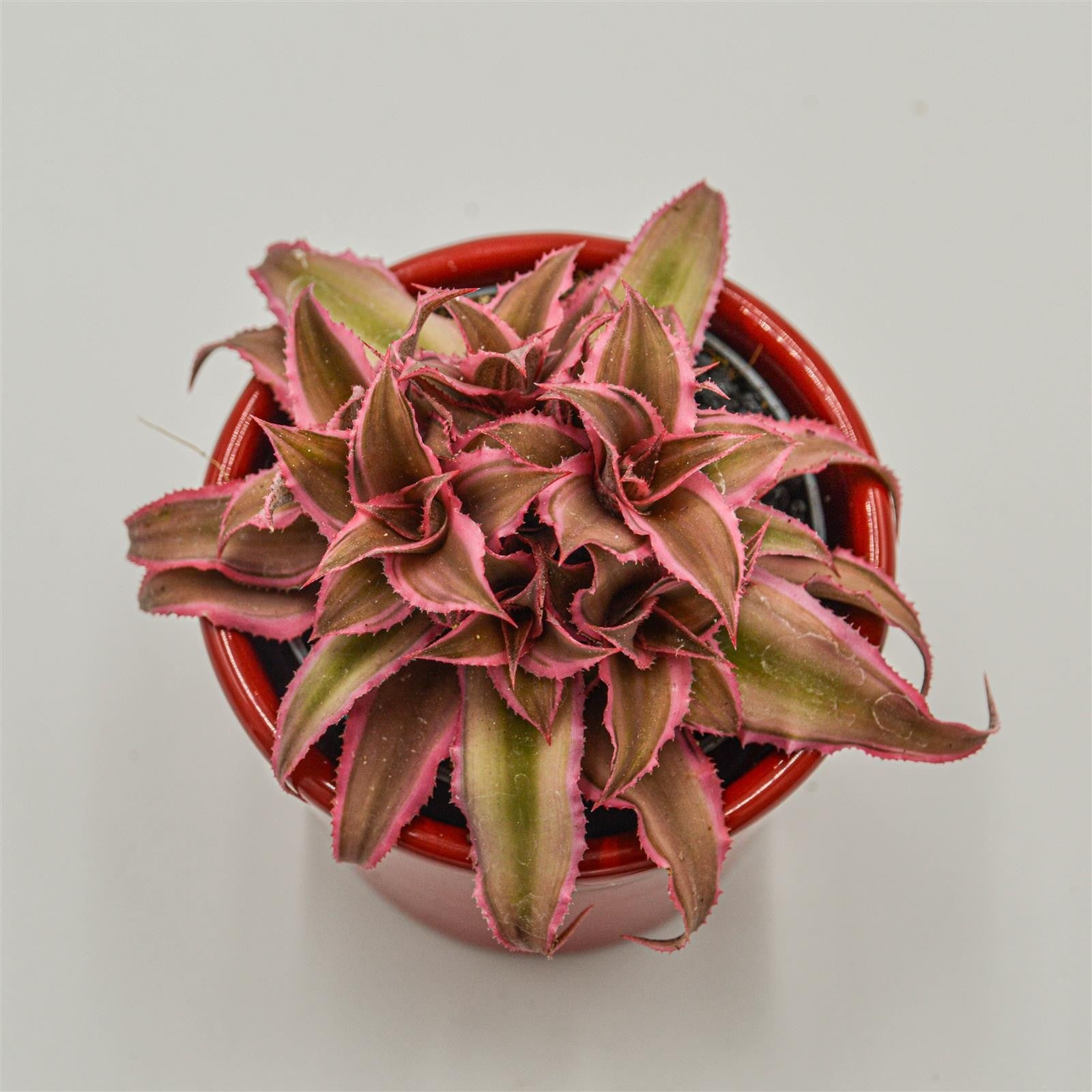 pasiora-cryptanthus-bivittatus-pink-star-erdstern-im-6cm-topf image 2