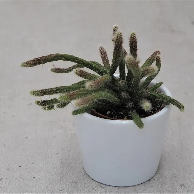 pasiora-rhipsalis-pilocarpa-korallenkaktus-im-5-5cm-topf image 1