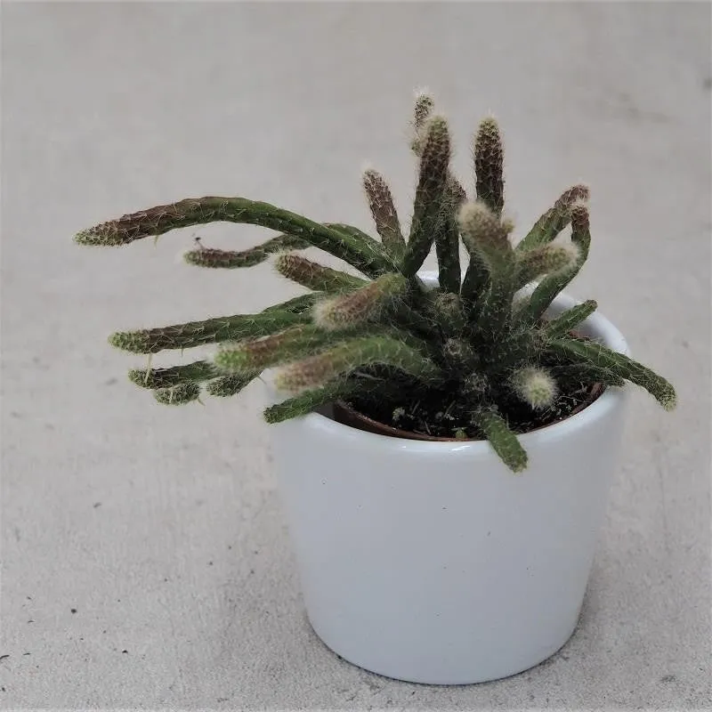 pasiora-rhipsalis-pilocarpa-korallenkaktus-im-5-5cm-topf image 1