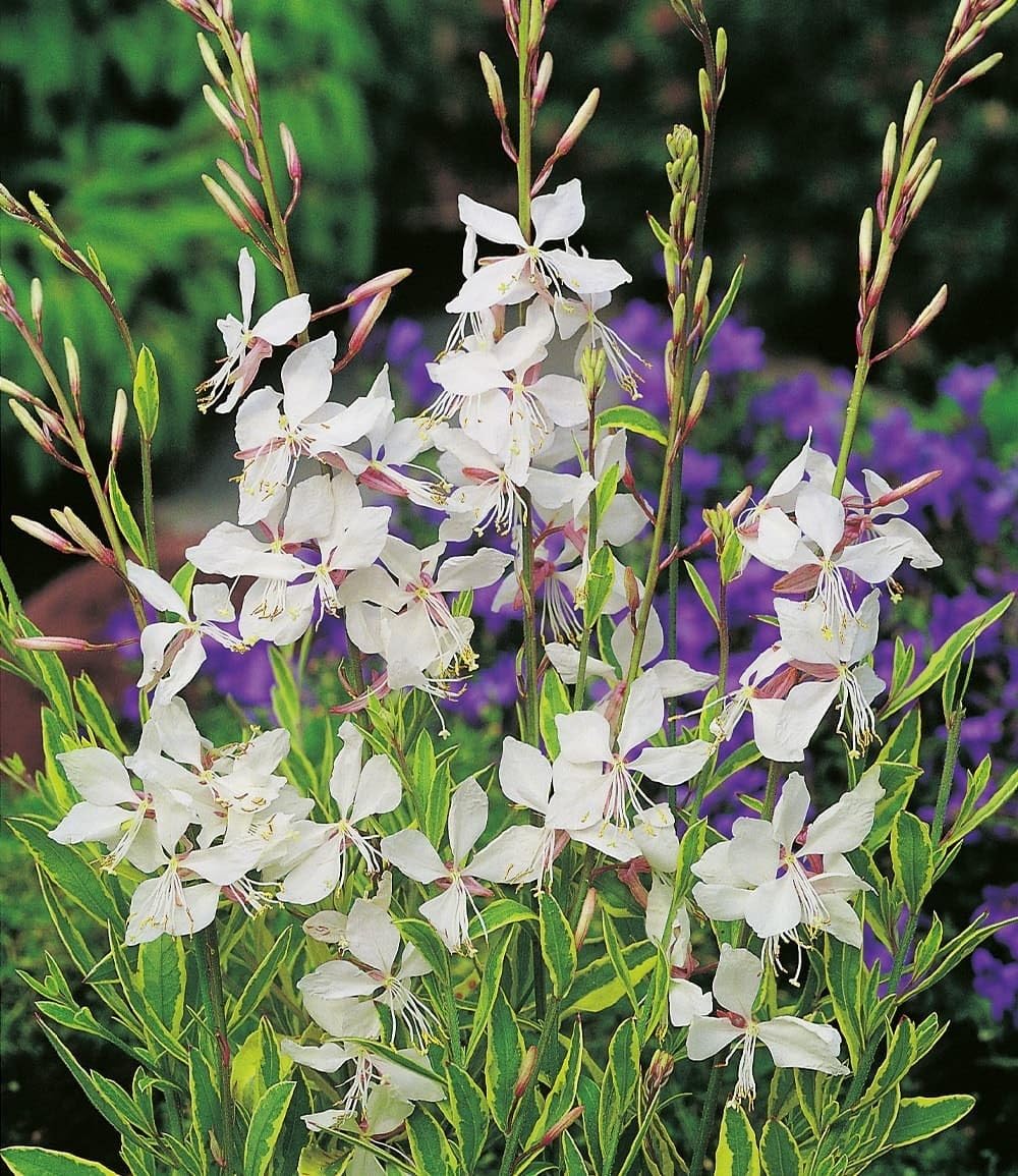 baldur-garten-2x-prachtkerze-gaura-wei-im-9x9-cm-topf image 1