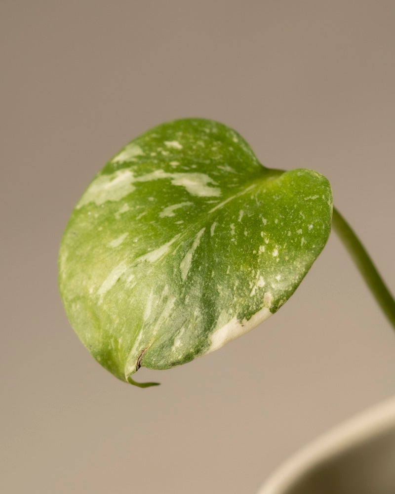 feey-monstera-deliciosa-thai-constellation-babypflanze image 8